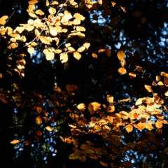 _DSC8458.jpg